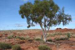 Na pustynnym płaskowyżu otaczającym Kings Canyon samotny eukaliptus (gatunku nie podaję – w Australii jest ich około 600 - 700)