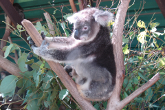 Wśród licznych zdjęć koali to wyróżniają szeroko otwarte oczy „misia” torbacza