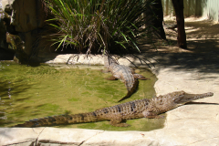 Krokodyl australijski - mimo bogatego uzębienia nie jest uwazany za niebezpiecznego dla ludzi
