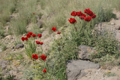 Na zboczu Demawendu (wysokość 3300 - 3600 m n.p.m.) – wśród kamieni i suchych traw piękne maki