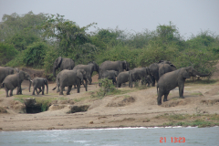 Słonie w Parku Narodowym Królowej Elżbiety