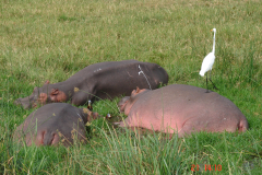 Odpoczywającemu hipopotamowi nie przeszkadza spacerujący po jego bocian