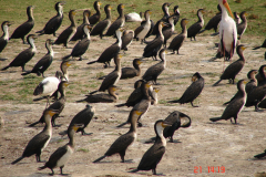 Niezliczone bogactwo ptactwa wodnego nad brzegami kanału Kazinga