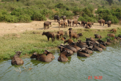 Bawoły i inne zwierzęta szukające ochłody w wodach kanału Kazinga