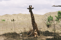 Żyrafa w Parku Narodowym Arusha