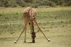 Żyrafa w Parku Narodowym Arusha