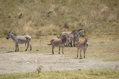 Zebry w Parku Narodowym Arusha