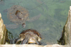 Żółwie morskie w akwarium hodowlanym na Zanzibarze