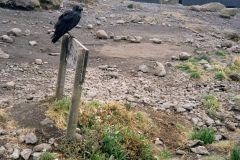 Powrót z trekkingu akimatyzacyjnego pod krater Mawenzi