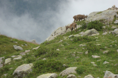 Podczas trekkingu aklimatyzacyjnego na trasie Le Brevent–Montroc towarzyszą nam kozice alpejskie