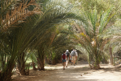 Pod palmami w Wadi Shab