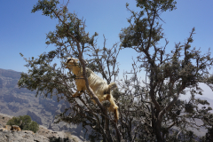 Goat lunch over the precipice - in a circus there would be applause for such a feat