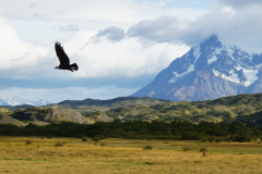 Spotkanie z kondorami w drodze do Parku Narodowego Torres del Paine