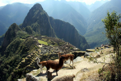 Lamy, czyli wielbłądy andyjskie na tle Machu Picchu i Wayna Picchu [fot. M. Kralewska]