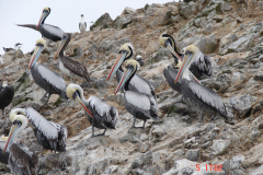 Pelikany na wyspach Islas Ballestas