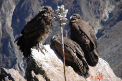 Poranna prezentacja kondorów w Cruz del Condor na krawędzi kanionu Colca