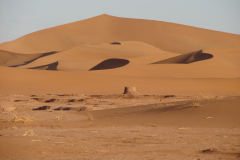 W drodze przez bezkresne pustynne piaski