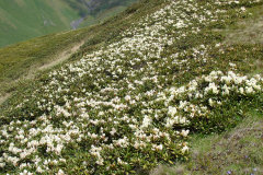 Górskie zbocze przed przełęczą Atsunta pokryte kwitnącymi różanecznikami kaukaskimi